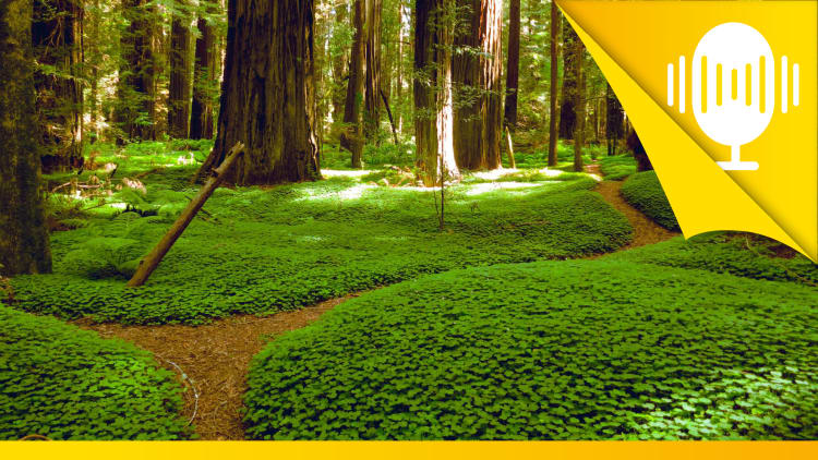 Bin ich auf dem richtigen Weg? – Podcast #2