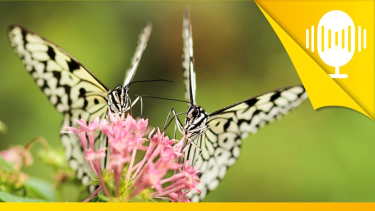 Liebe deinen Nächsten – wie soll das gehen? – Podcast #8