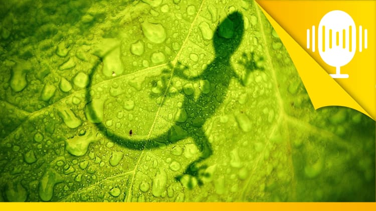 Bleib flexibel! – Podcast #30