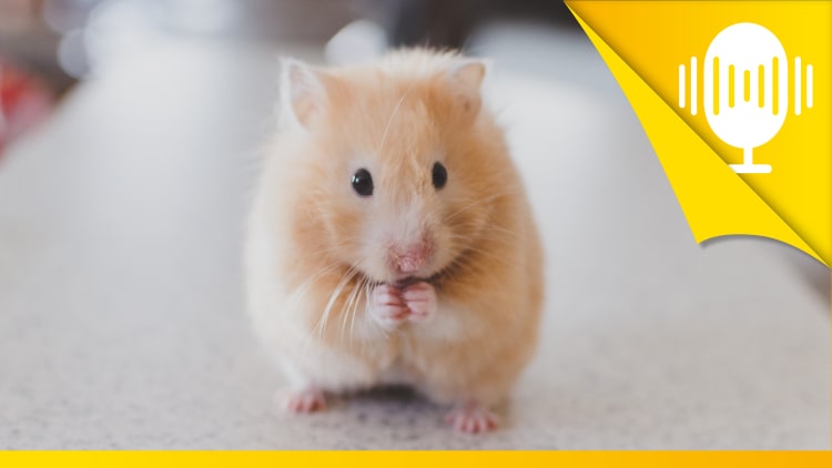 Mach dich nicht kleiner, als du bist! – Podcast #85