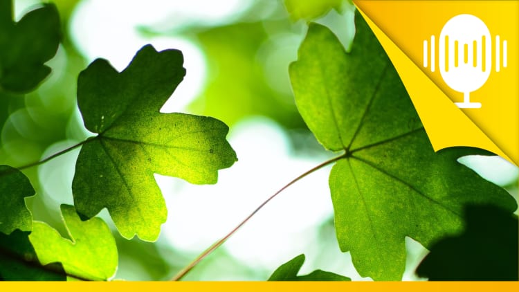 Die Natur ist Sinnbild für dein Leben – Podcast #74