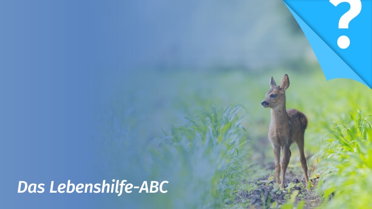 Absolute Beginners – erwachsene Menschen ohne Beziehungserfahrung