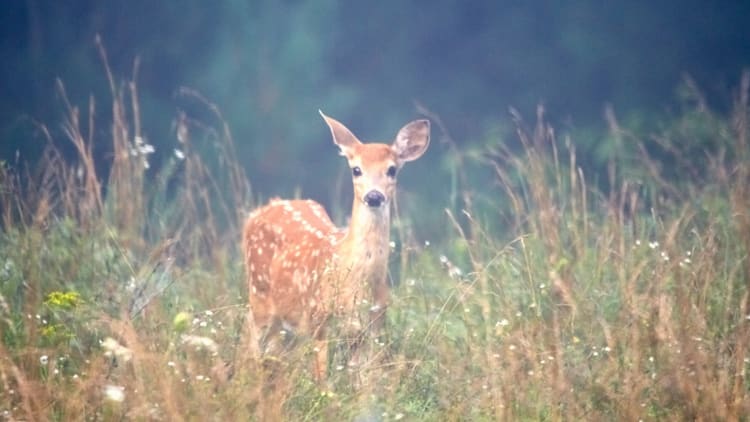 Die Bedeutung von Selbstvertrauen: Du bist schwach, wenn du dich für schwach hältst.