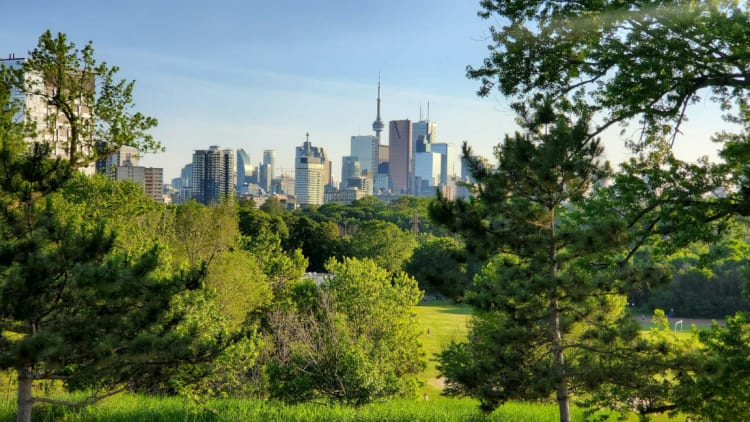 Bäume in der Stadt: Balsam für unsere Seele 