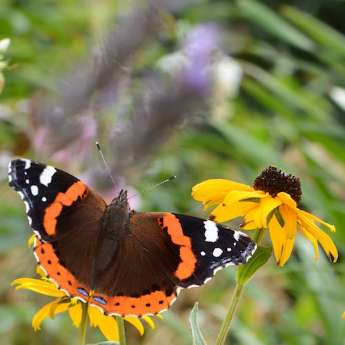 image Beiträge und Publikationen zum Thema Garten und nachhaltig Gärtnern