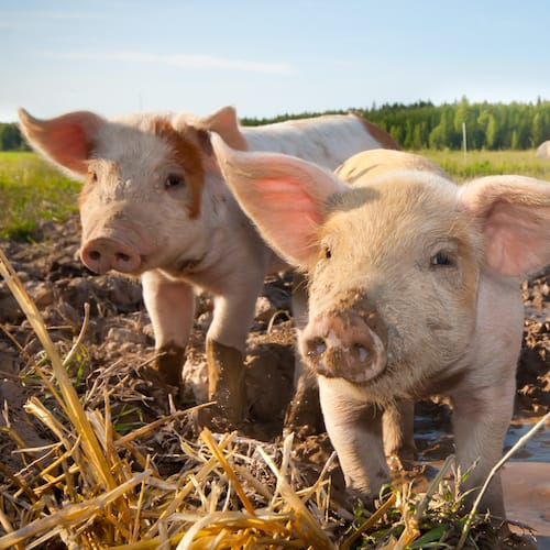 image Beiträge und Publikationen zum Thema ökologische Landwirtschaft