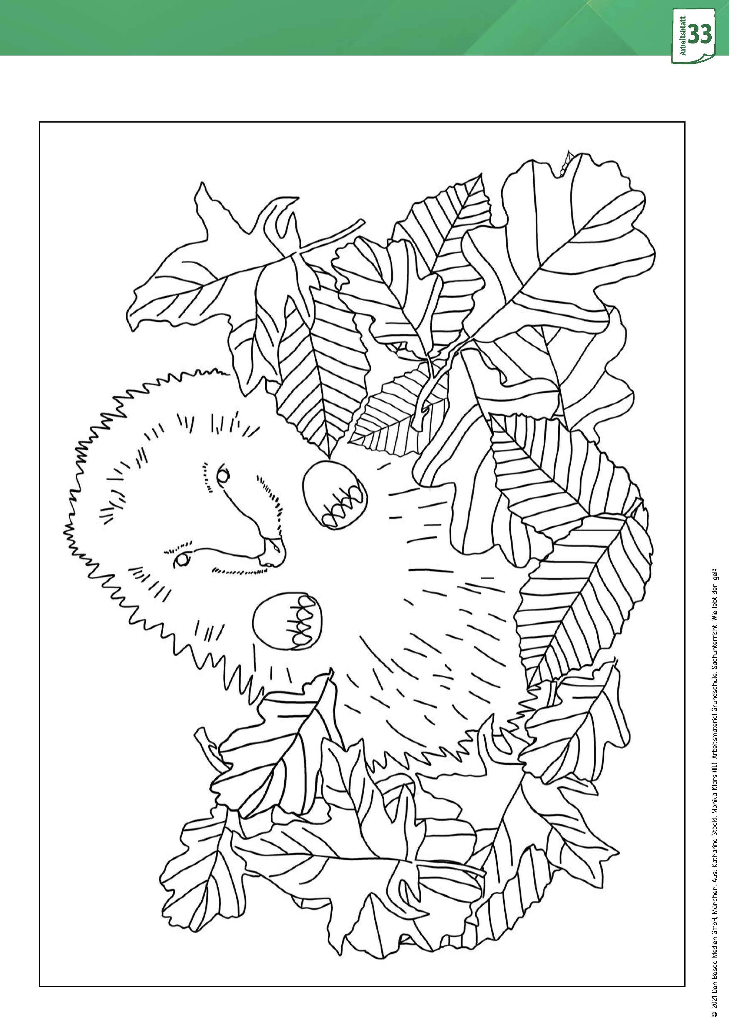 Arbeitsmaterial Grundschule. Sachunterricht: Wie lebt der Igel