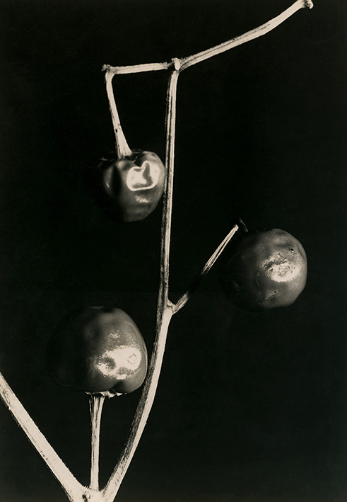 Aenne Biermann | Scheidegger & Spiess
