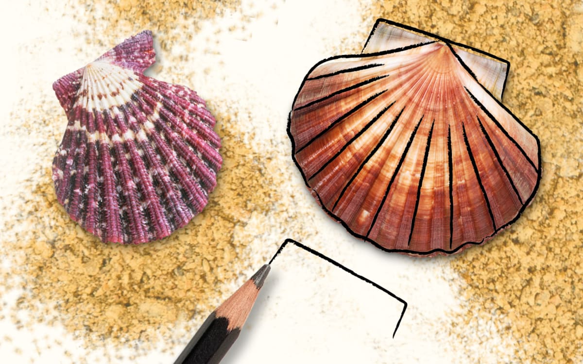 Zeichen Anleitung Muscheln Zeichnen DK Verlag Zeichen Anleitung Muscheln Zeichnen DK Verlag