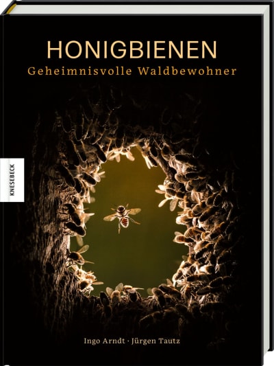 Honigbienen - geheimnisvolle Waldbewohner