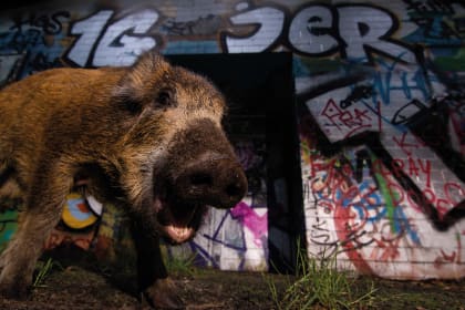 Vernissage und Multivisionsshow | Großstadt Wildnis