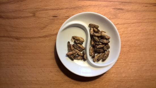 Essbare Insekten - von der Sonne verwöhnt