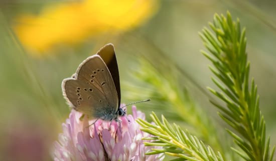 Veröffentlichung des ersten Weltzustandsberichts für Biodiversität in Landwirtschaft und Ernährung