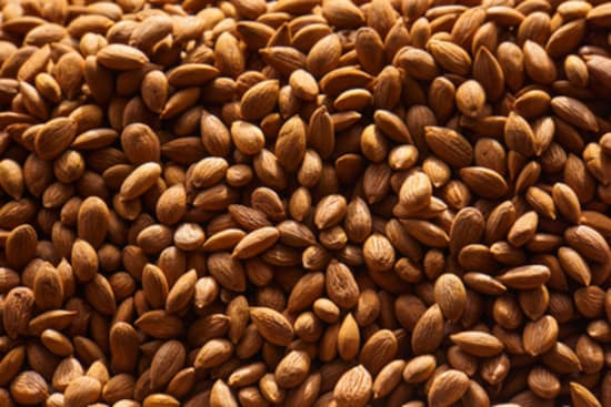 Gesundheitsrisiko durch Cyanoglycoside in Lebensmitteln