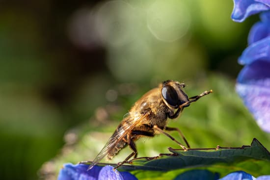 Insekten auf dem Speiseplan - vom Hype zur echten Alternative?