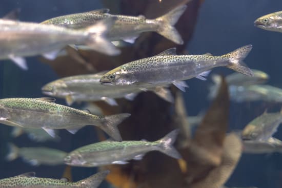 "Ohne Gentechnik" -Lachs kommt in die Tiefkühltruhe