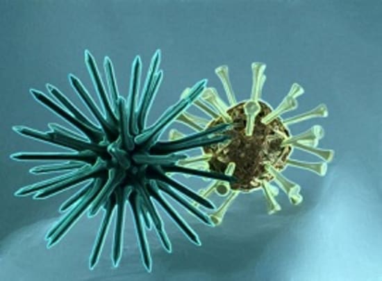 Coronavirus: Übertragung durch Lebensmittel unwahrscheinlich