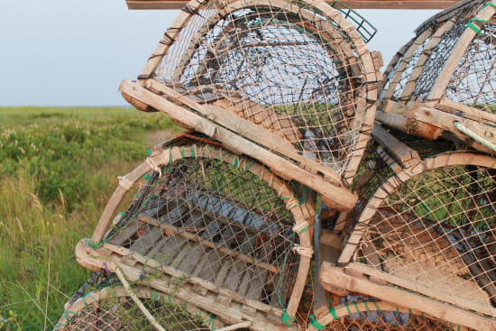 Verbot von weltweitem Wildtierhandel gefordert