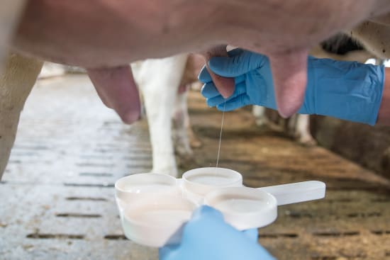 Erkrankungen durch unpasteurisierte Milch