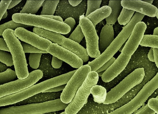 Starker Anstieg von Infektionen mit E.coli in Europa