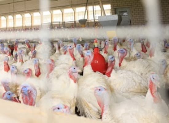 Weniger Antibiotika in der Tiermedizin 2019