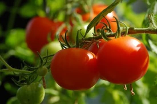 Pflanzenschutzmittelrückstände in Tomaten
