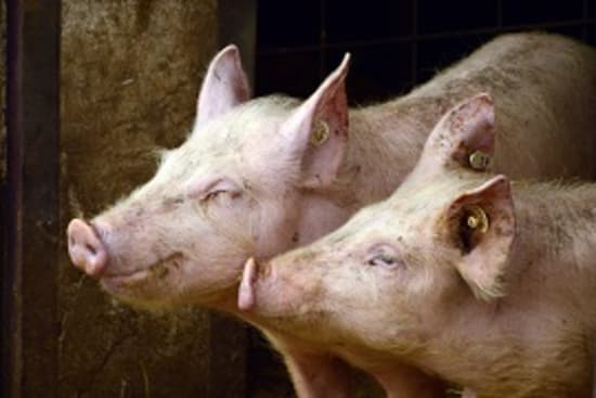 Online Lebensmittel: Initiative Tierwohl wächst weiter