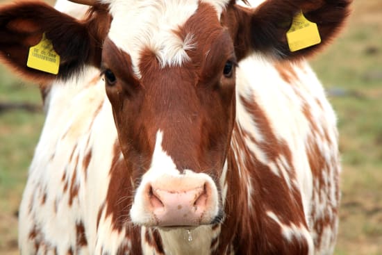 Zoonosen-Monitoring 2019: Untersuchung von Rohmilch