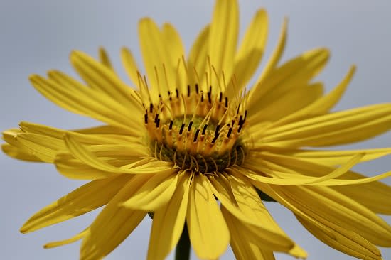 Erste Silphie-Verpackungen im Handel