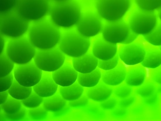 Nachweis neuer Gentechnikverfahren