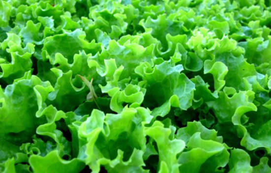 Hohe Nitratgehalte im Salat