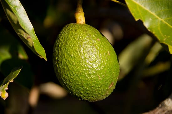 Amtliche Untersuchung von Avocados