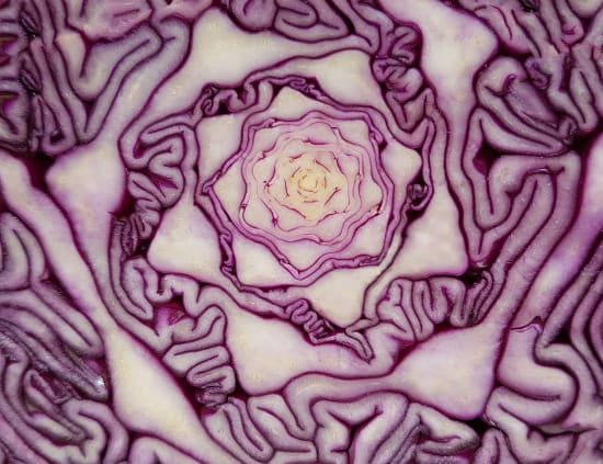 Untersuchung von Rotkohl