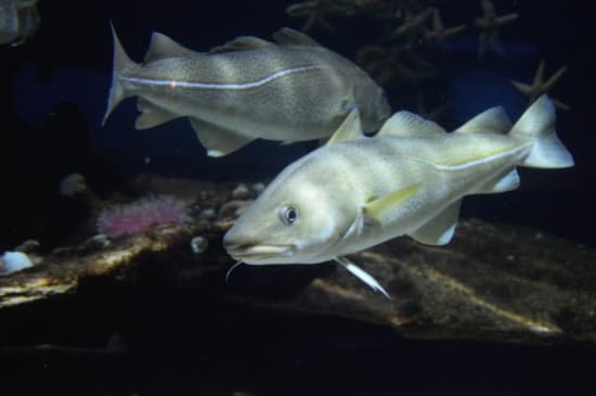 Zerkleinerter Fisch wird als „Panierter Kabeljau“ verkauft