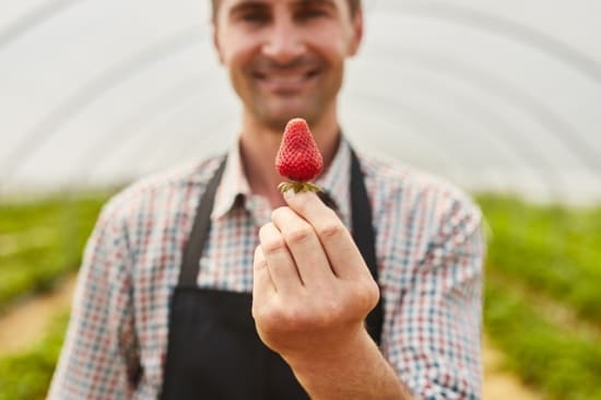 Einwandfreier Genuss von Erdbeeren