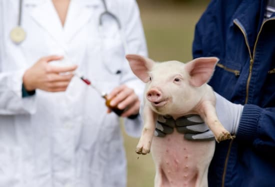 Tiermedizin: Antibiotikaabgabe 2022 erneut reduziert