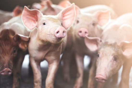 Fleischproduktion im 1. Halbjahr 2024 gestiegen