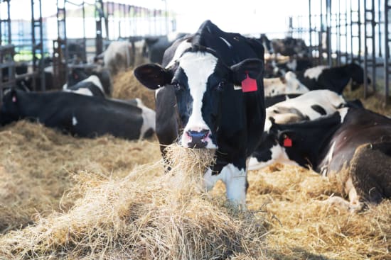 Vier oder fünf Stufen bei der Kennzeichnung der Haltungsform?