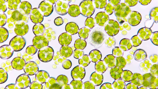 Mikroalgen - mikrobiologisch unbedenklich