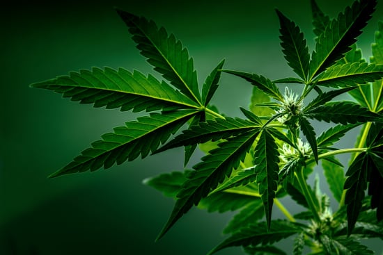 CBD-Zulassung: Food Standards Agency - UK ruft zur Kommentierung auf