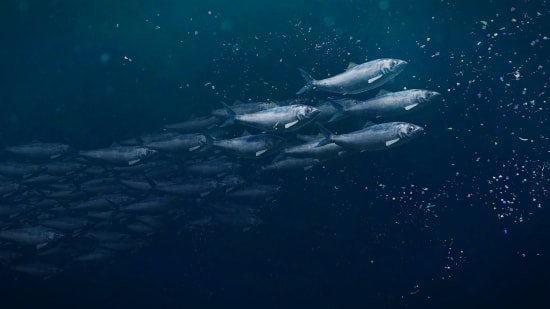 Zum Nachweis von Mikroplastik in Fisch und Meeresfrüchten