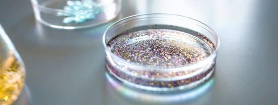 Nachgewiesen: Getreidepflanzen nehmen Nanoplastik auf