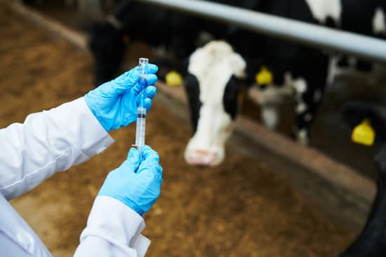 Antibiotikaabgabe in Tiermedizin leicht gestiegen