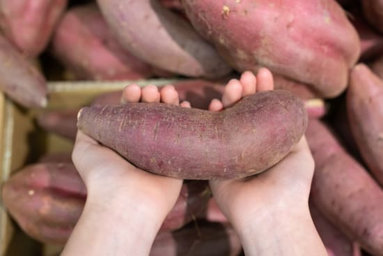 Süßkartoffeln untersucht