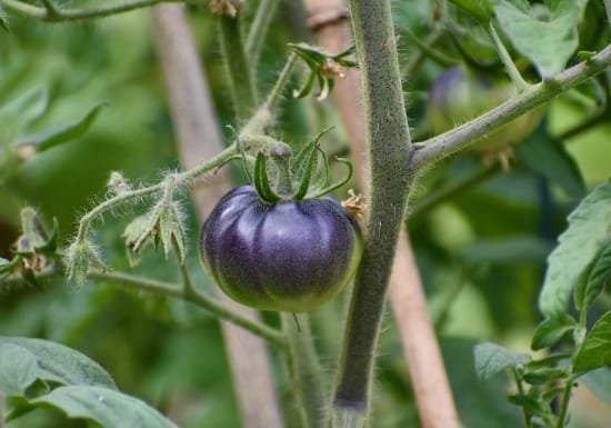 Lila Gentechnik-Tomaten illegal in der EU angebaut