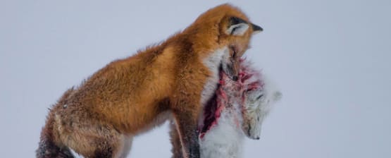 Preisverleihung: Wildlife Fotografien des Jahres 2015