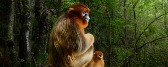 Wildlife Fotografien des Jahres 2018 