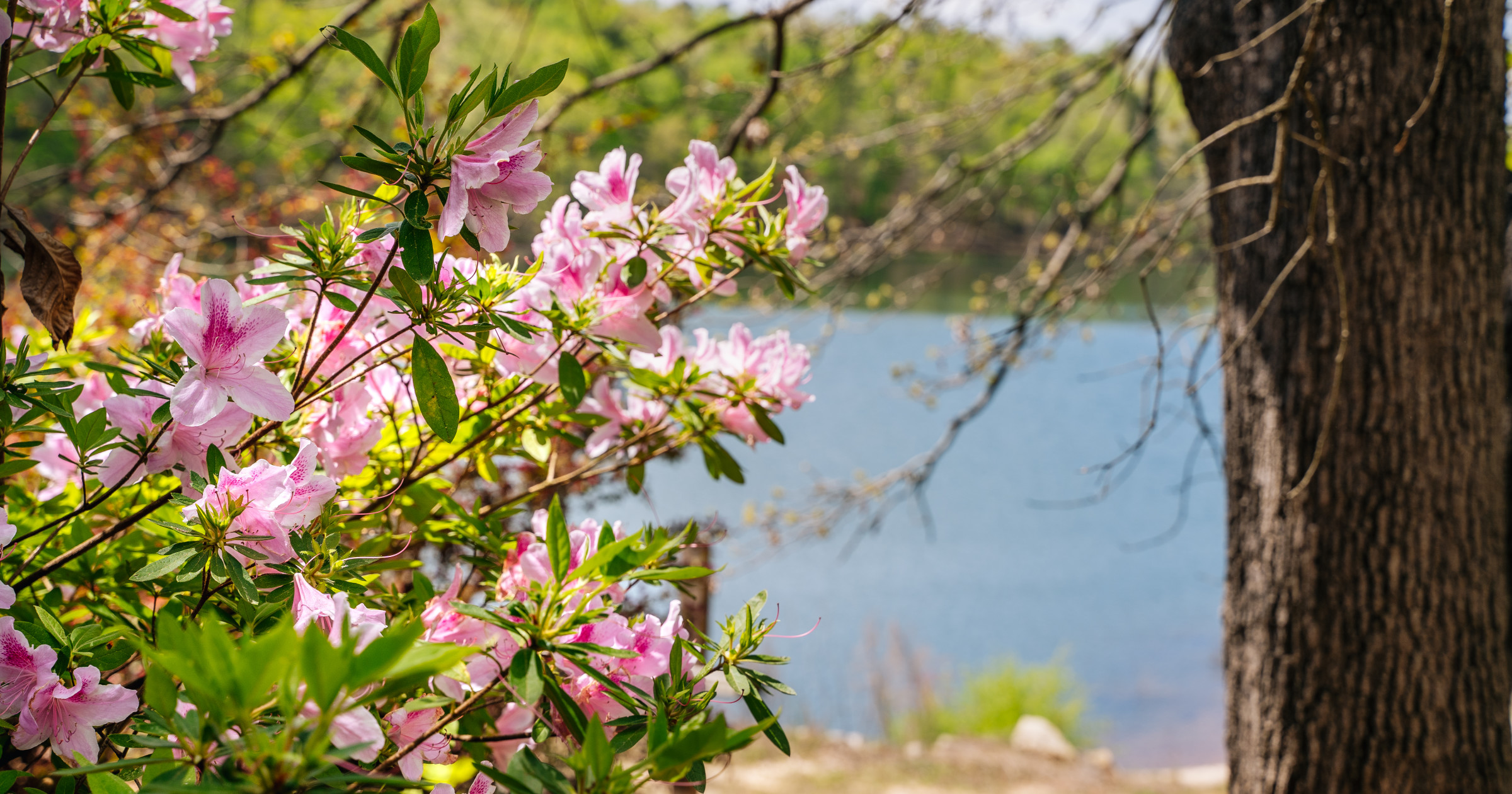 Spring-y Camp Names - Pine Cove