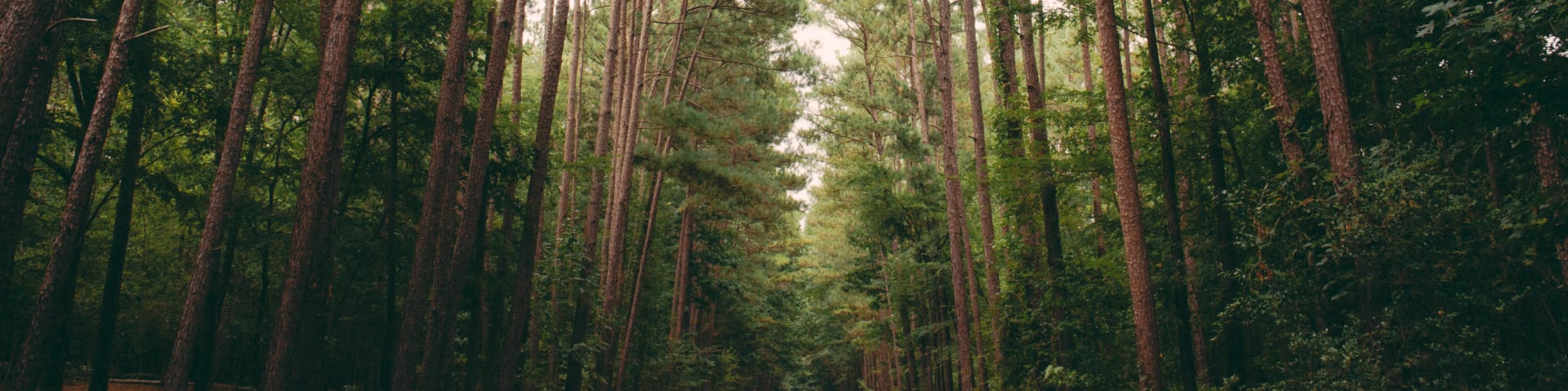 Scenic view of trees at camp