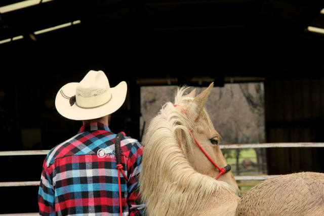 Wrangler with Horse